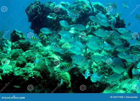 Coral Reef Tropical Fish And Ocean Life In The Caribbean Sea Stock