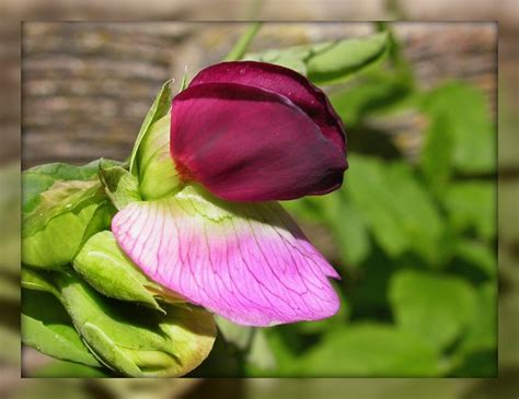 Sugar Snap Pea In Flower Flickr Photo Sharing