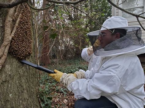 Honeybee Removal Service Rockland Bee Removal