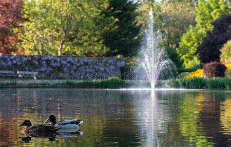 Ducks In The Duck Pond At Pinner Memorial Park Pinner Middlesex