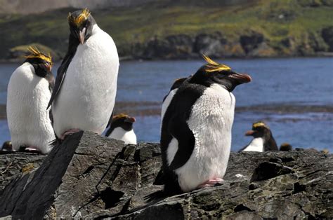 15 Macaroni Penguin Facts Predators Diet Range And More