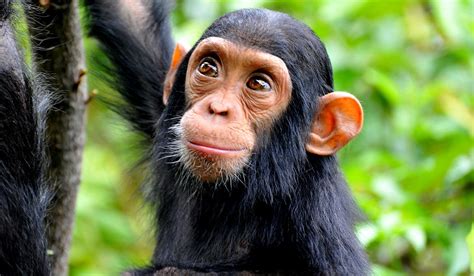 The european medicines agency's (ema) safety committee has added another rare blood condition to the potential side effects of astrazeneca's vaccine, as the uk regulator weighs precautionary advice over most of the cases occurred in women and within four days of vaccination, the ema said. Russian Smear Campaign Launched Against Oxford Vaccine