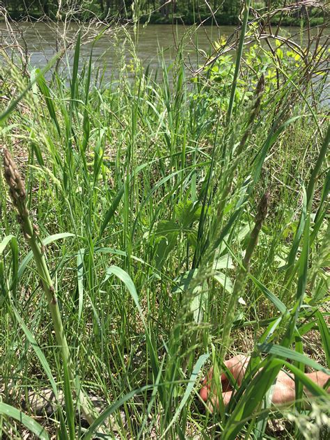 It is very popular in the kitchen because its strong taste. Hunting for Wild Asparagus