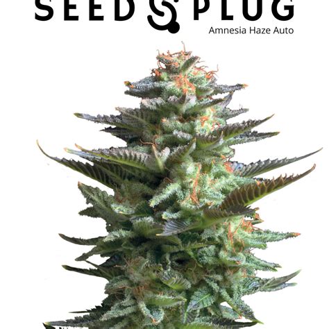 Fast Buds Brand Seedsplug