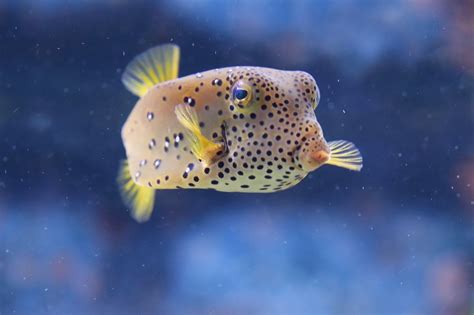 Signs Of A Sick Puffer Fish Unique Pets Wiki