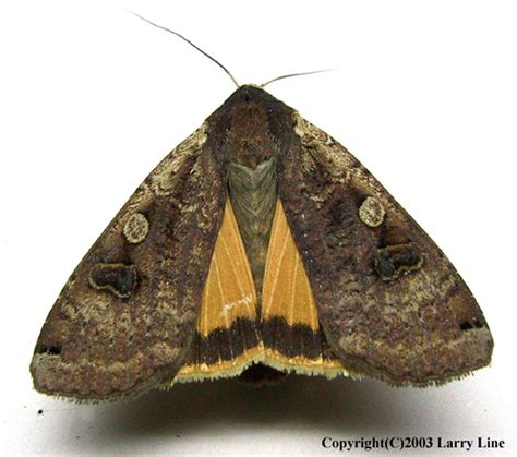 Invasive Moths And How To Report Them Naisma