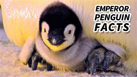 Emperor Penguin Images