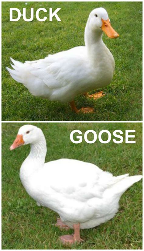 Is It A Duck Or A Goose Duck Raising Ducks Pet Birds