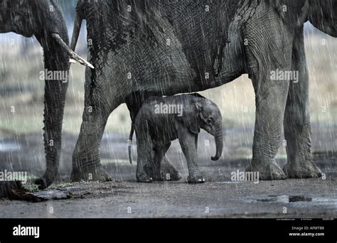 African Elephants And Calf In The Rain Masai Mara Kenya Stock Photo Alamy