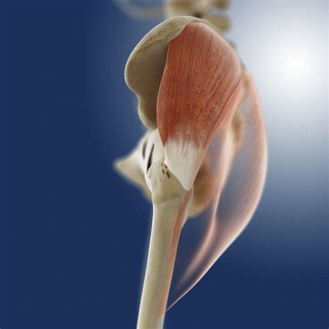 Buttock Muscles Artwork Photograph By Science Photo Library