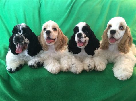 Contact the dog breeders below for cocker spaniel puppies for sale. NUNCAJAMAS COCKER: COCKER SPANIEL INGLES Vs COCKER SPANIEL ...