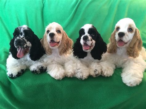 Looking for parti color cocker spaniel puppies for sale. NUNCAJAMAS COCKER: COCKER SPANIEL INGLES Vs COCKER SPANIEL ...