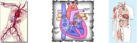 Circulatory System Nutrients