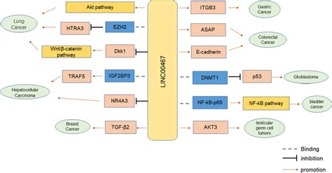 Role Of LINC In Carcinogenic Signaling Pathways Download Scientific Diagram