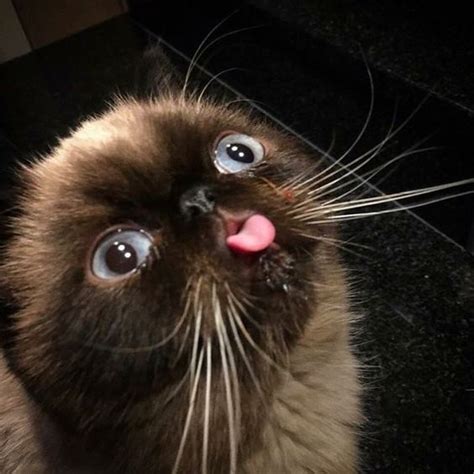Funny Cat With Tongue Poked Out Luvbat