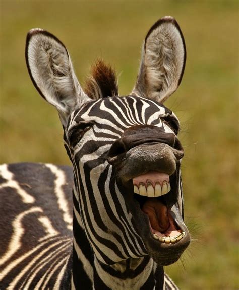 A Zebra Tries And Fails To Stifle A Yawn Image By Comedy Wildlife