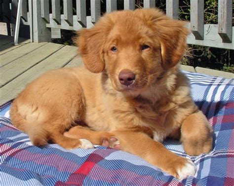 The smallest retriever, toller is usually mistaken for a small golden retriever. Oh Jeez. Can't. Even. Handle. These. Nova Scotia Duck ...