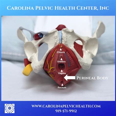 Perineal Tear Episiotomy And Scar Recovery Pt Can Help Carolina Pelvic Health