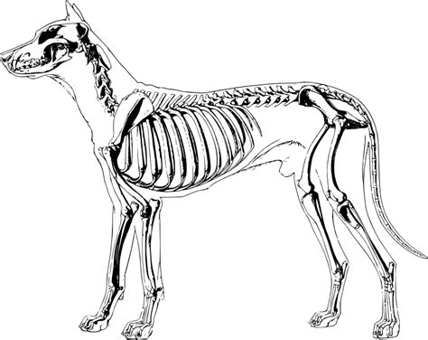 Download Clipart - Dog Skeleton