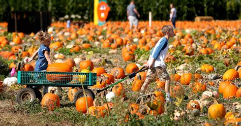 Fall harvest festivals bring family fun