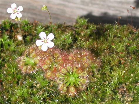 Patens x pulchella drosera x tokaiensis* = d. Drosera x nitidula x pulchella photos