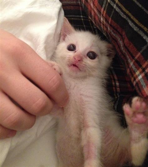 Kitten Was Dropped Off To Be Euthanized But They Refused Now Two