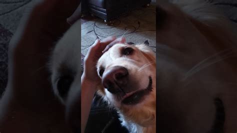 Petting My Dog Youtube