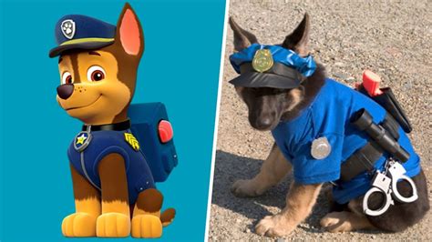 Paw Patrol Dogs In Real Life All Characters Video Paw Patrol Cat