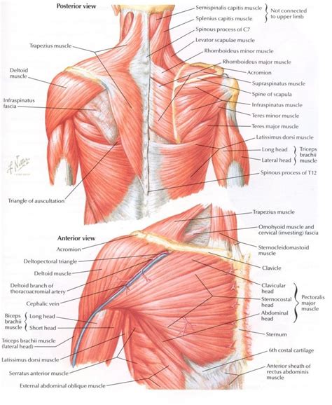 Some fibers arise from tendinous laminæ which intersect the muscle and are attached to ridges on the bone; Neck And Shoulder Muscles Diagram - koibana.info ...