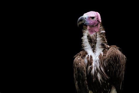 Lappet Faced Vulture Africa African Vulture Nubian Vulture