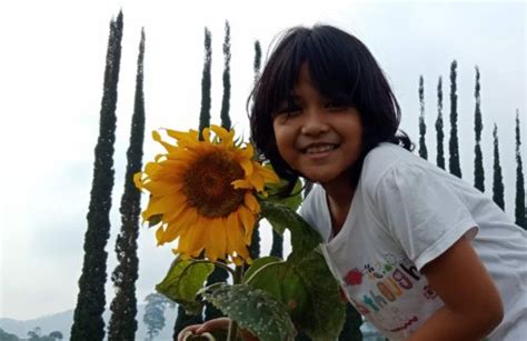 Proses penanaman pada budidaya tanaman bunga matahari dapat dilakukan dengan cara melakukan pencabutan bibit tanaman bunga. Cara Tanam Bunga Matahari - Odesa Indonesia