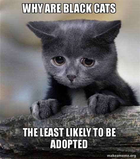 Why Are Black Cats The Least Likely To Be Adopted Sad Cat Make A Meme
