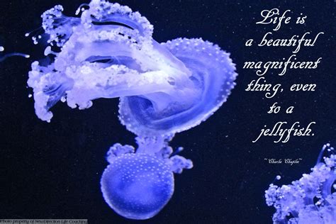 Jellyfish Are Cool Feel Good Pictures Encouragement Quotes