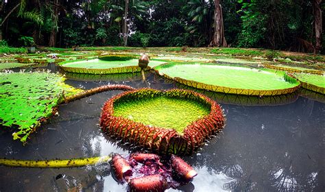 É dotada de folhas circulares, enormes, que podem alcançar até 2,5 metros de diâmetro. Ver uma Vitória-Régia - Visit Amazonas