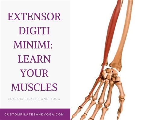 Extensor Digiti Minimi Learn Your Muscles Custom Pilates And Yoga