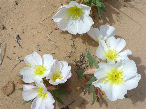 30 Mojave Desert Wildflowers Oenothera Californica