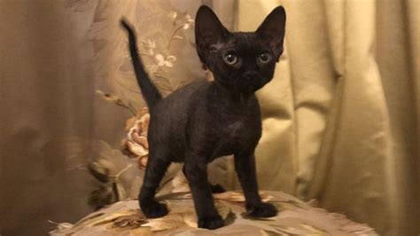 Devon Black Cat