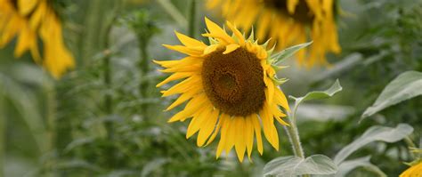 Download Wallpaper 2560x1080 Sunflower Flower Plant Yellow Macro