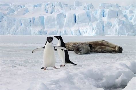 Timeline Photos National Geographic Россия Facebook Penguins