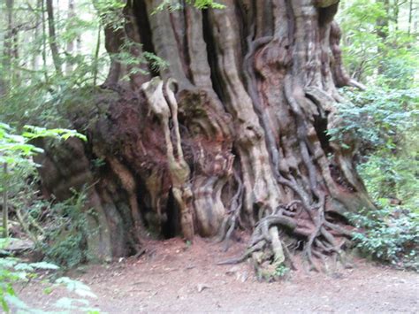 Big Cedar Tree Olympic National Park Washington State Flickr