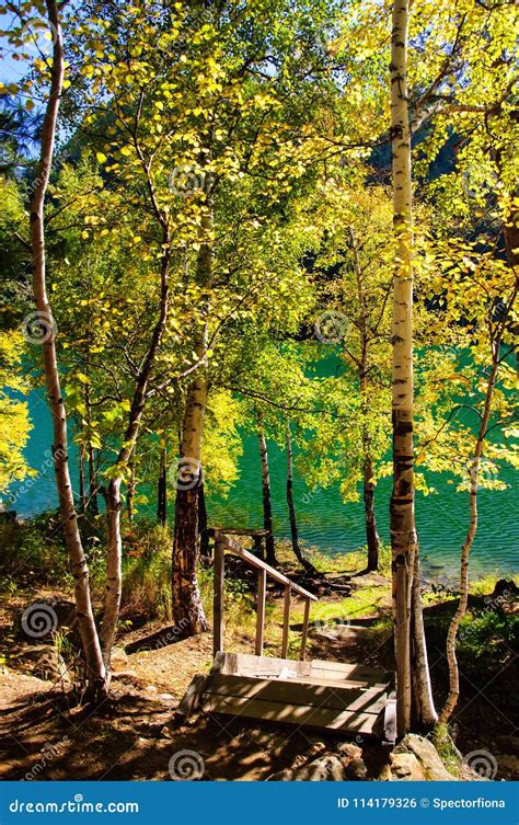 Mountain Autumn Green Siberia Lake With Reflection Birch And Wooden