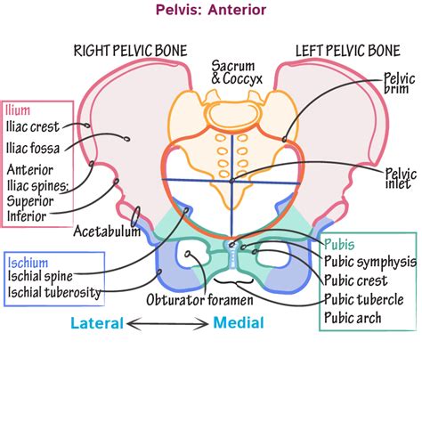 Pelvic Brim Anatomy Human Anatomy