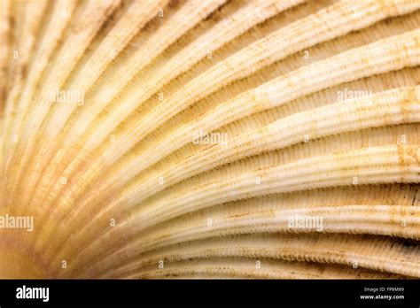 closeup of scallop seashell conch tribbing is based on the lower left edge of the photo stock