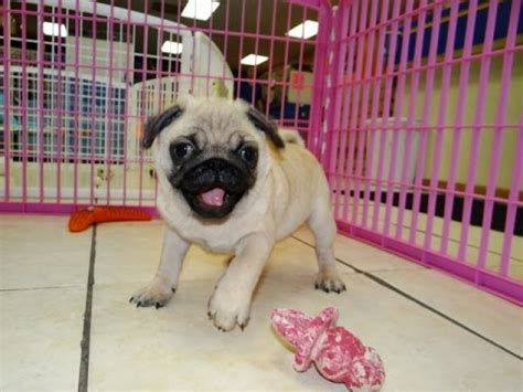 Dallas animal services joins a national coalition of 13 animal shelters called human animal support services (hass), which is aimed at keeping pets instead, all dogs and cats in the city of dallas are now required to be microchipped. Pug, Puppies, Dogs, For Sale, In Phoenix, Arizona, AZ ...