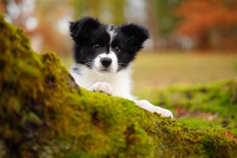 Cute Pictures Of Border Collies Popsugar Pets Photo 8