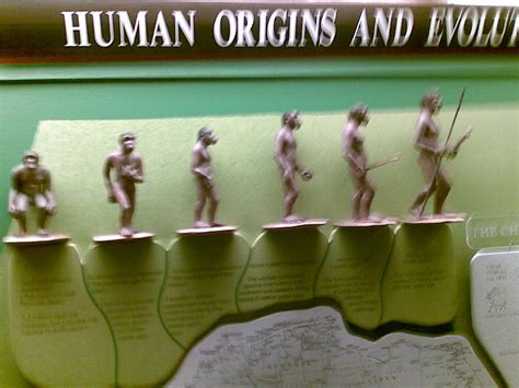 Human Evolution Stages