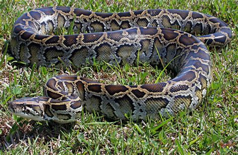 Pythons Invading Florida Everglades
