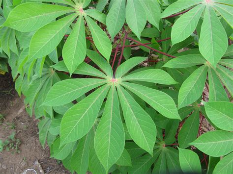 Mapping A Path To Improved Cassava Production