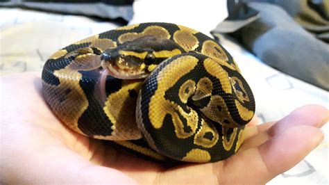 New Baby Ball Python