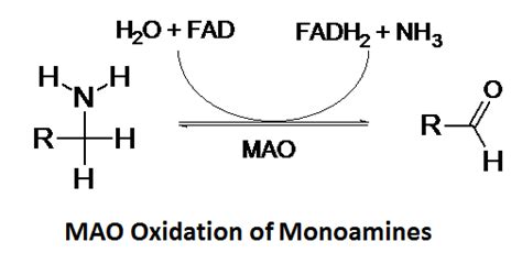 Monoamine Oxidase On Curezone Image Gallery
